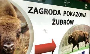 Tablica informacyjna "Zagroda pokazowa żubrów" w Bieszczadach. Widok na zbliżenie głowy żubra i drugiego żubra w oddali.