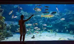 Dziewczyna w oceanarium nad morzem zachwyca się ławicą ryb.