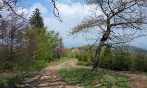Droga w Dolinie Wapienicy, gdzie szlaki prowadzą przez las i otwierają widok na dolinę.