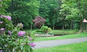 Kwitnące rododendrony nad Czarnym Stawem w Dusznikach. W tle bujna zieleń drzew i spokojna tafla wody.