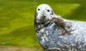 Foka w zoo nad morzem pozdrawia, unosząc łapę. Jej szare futro w cętki lśni w zielonej wodzie.