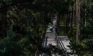 Osoba na wózku porusza się drewnianą ścieżką przez bór na czerwonem. Słońce rzuca długie cienie.
