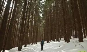 Wędrowiec w zimowym lesie, idzie ścieżką wśród drzew. Ciekawe, kalatówki ile się idzie do celu.