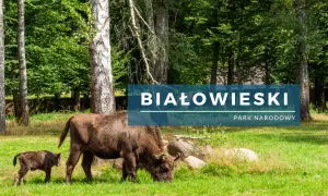 Żubrzyca z młodym pasą się na łące w Białowieskim Parku Narodowym.