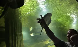 Ojciec z dzieckiem w oceanarium Międzyzdroje, wyciągają ręce do płaszczki.