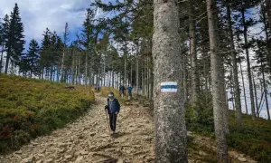 Grupa turystów podąża kamienistą ścieżką przez las. Na drzewie widoczny niebieski szlak na Skrzyczne.