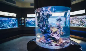 Kolorowe ryby i koralowce w akwarium, jedna z atrakcji Oceanarium Gdańsk.
