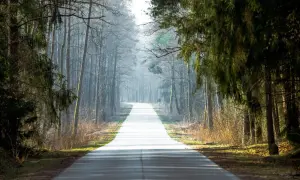 Droga przez mgliste lasy w Krakowie, gdzie słońce przebija się przez drzewa, tworząc magiczną atmosferę.