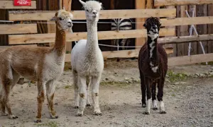Trzy alpaki w mini zoo Zakopane: brązowa, biała i ciemnobrązowa. Za nimi widać fragment zagrody z zebrą.