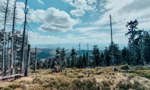 Widok z Turbacza na Koninki. Surowe piękno górskiego krajobrazu, z uschniętymi drzewami i rozległą panoramą w tle.
