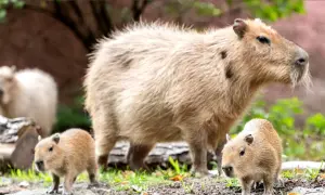 Kapibara z młodymi w zoo Wrocław. Rodzina kapibar relaksuje się na trawie, jedno z maluchów przygląda się światu.