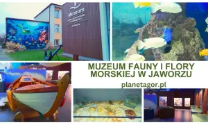 Muzeum Fauny i Flory Morskiej i Śródlądowej w Jaworzu zaprasza do odkrywania podwodnego świata. Zobacz akwaria, morskie stworzenia i wystawy.