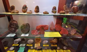 Fosylie trylobitów i amonitów w muzeum mineralogicznym Szklarska Poręba.