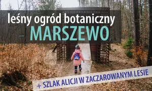 Dziecko wchodzi do leśnego ogrodu botanicznego Marszewo, odkrywając szlak Alicji w zaczarowanym lesie.