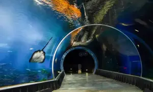 Podwodny tunel w Afrykarium we Wrocławiu. Płaszczka płynie obok, a nad głową widać odbicia i światło.