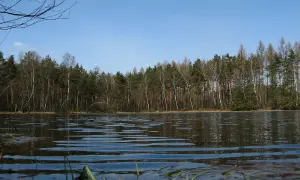 Spokojny czarny staw w Niepołomicach otoczony lasem. Woda lekko faluje, odbijając drzewa i błękitne niebo.