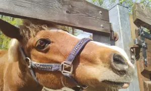 Brązowy koń z białą łatką na pysku w mini zoo Żywiec, z zaciekawieniem spogląda na przechodzących ludzi.