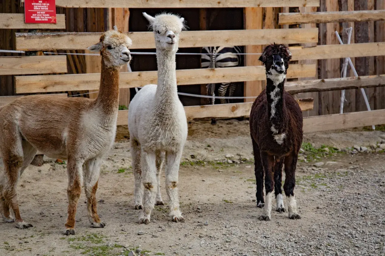 Trzy alpaki w mini zoo Zakopane: brązowa, biała i ciemnobrązowa. Za nimi widać fragment zagrody z zebrą.