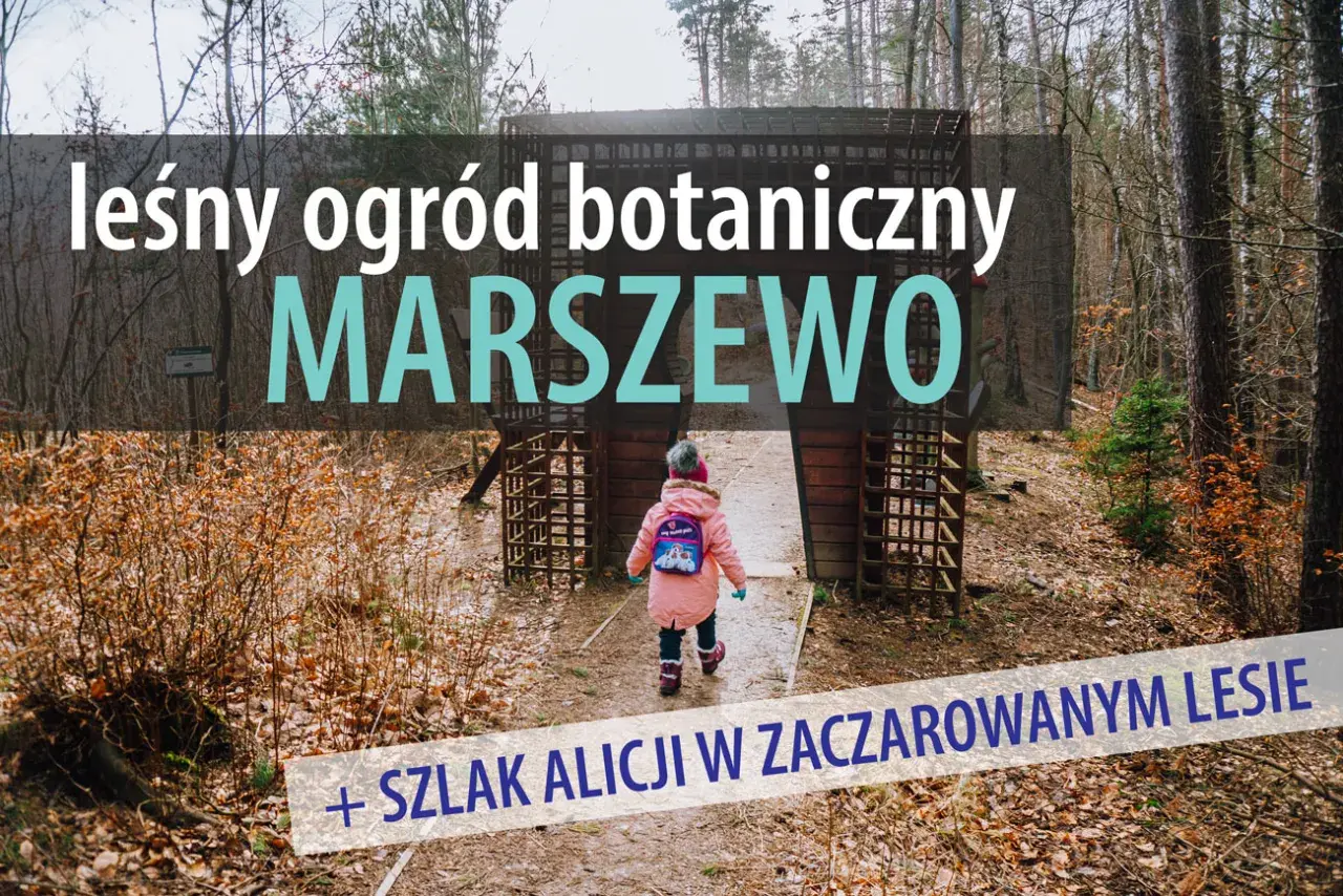 Dziecko wchodzi do leśnego ogrodu botanicznego Marszewo, odkrywając szlak Alicji w zaczarowanym lesie.