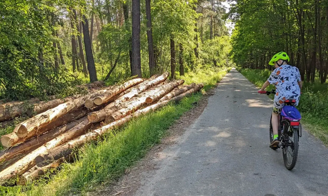 Chłopiec na rowerze jedzie leśną ścieżką w okolicach Krakowa, obok stos ściętych drzew.