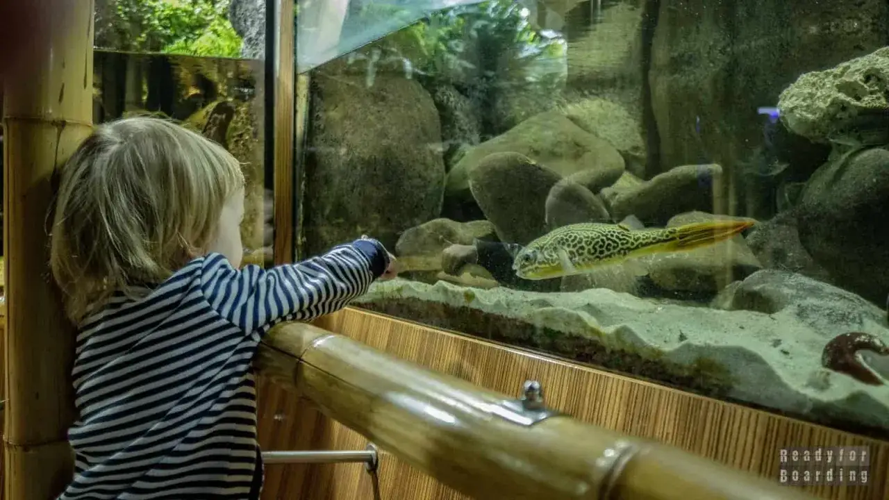 Dziecko zafascynowane rybą w akwarium. Oceanarium Gdańsk atrakcje dla najmłodszych.
