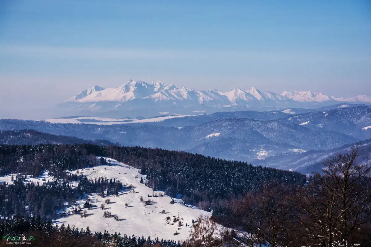 Zimowy krajobraz z ośnieżonymi szczytami w tle. Na pierwszym planie las i polana, idealne na trasę do bacówki nad Wierchomlą.