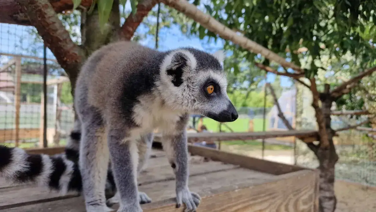 Lemur z pierścieniastym ogonem w zoo koło Łodzi, z zaciekawieniem spogląda w bok.