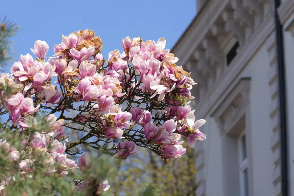 Kwiaty magnolii na tle nieba i zabytkowej kamienicy. Piękny szlak magnolii Cieszyn w pełni rozkwitu.