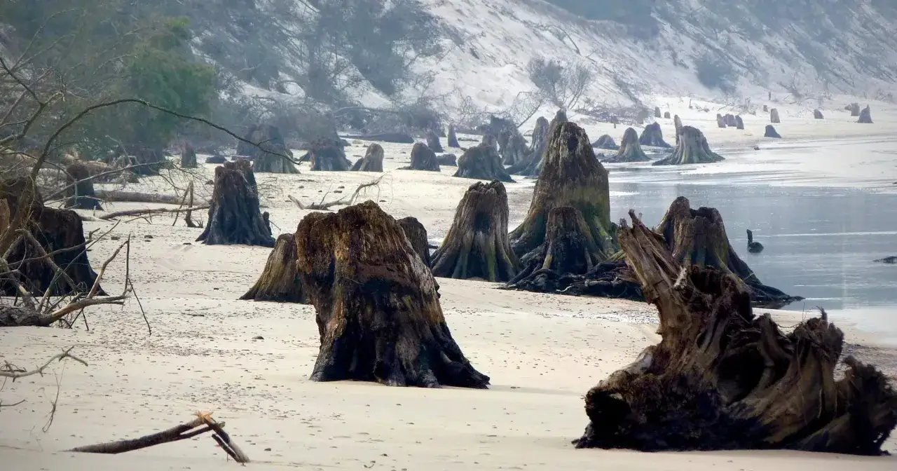 Zatopiony las koło Czołpina. Martwe pnie drzew na piaszczystej plaży, w tle woda i mgliste wzgórza.