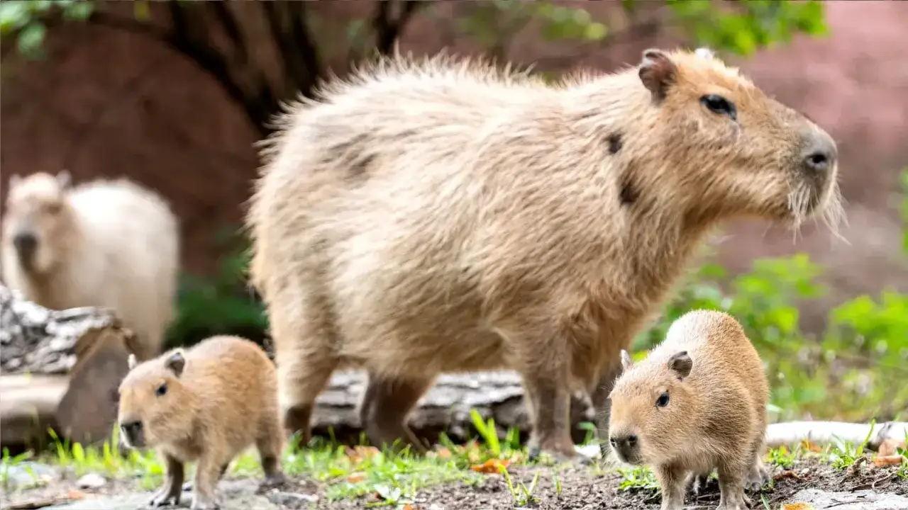 Kapibara z dziećmi w zoo we Wrocławiu. Rodzina kapibar w naturalnym otoczeniu.