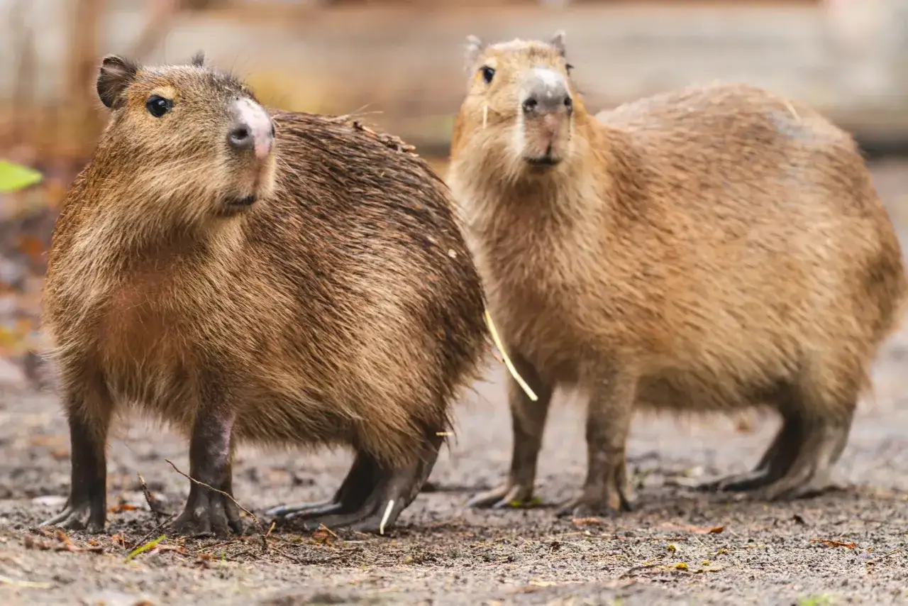 Dwie kapibary w zoo Wrocław, spokojnie stojące na ziemi, wyglądają na zadowolone.