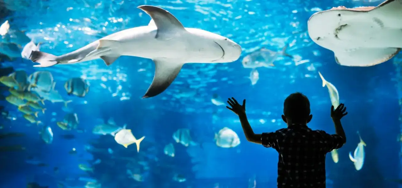 Chłopiec z zachwytem obserwuje rekiny i płaszczki w oceanarium w Międzyzdrojach.
